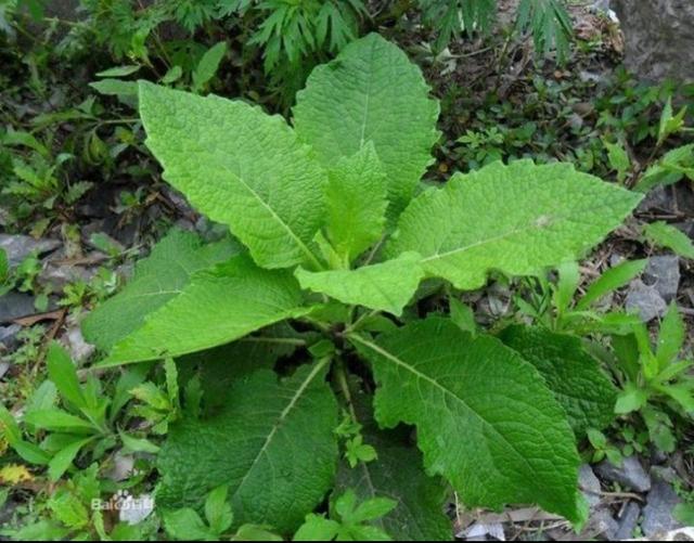 [你的育儿经]我的育儿观察——植物篇