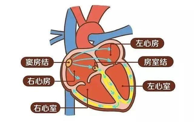 心脏|心脏备用“小马达”——心脏起搏器，到底什么情况要装？