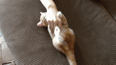 哎呀,这是在邀请我摸它肚子呢~于是刚把手挪过去,还没摸两下,猫咪就