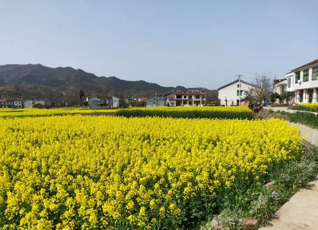 #趣旅游#西乡县柳树镇三义村油菜花开向西乡美女招手