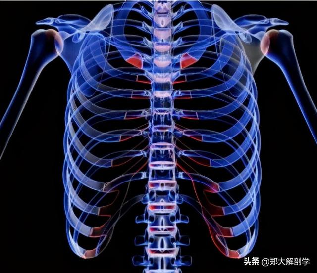 「从骨到筋」胸骨和肋解剖与触诊检查