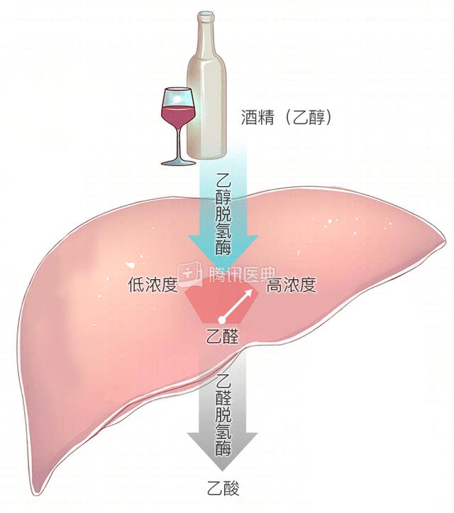 酒精进入体内后，吃什么“解药”能快速醒酒？答案终于明确了