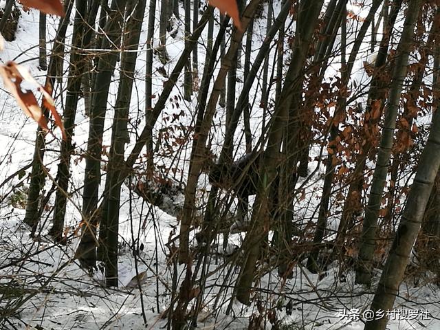 挖笋的技巧图解，学会这6招，你也可以挖到冬笋