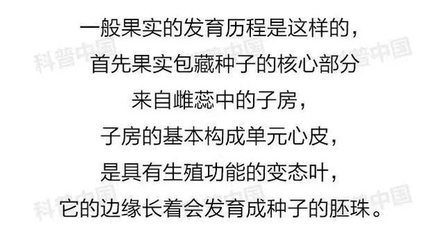 西瓜|为什么西瓜中间那勺最甜？疑惑终于解开了