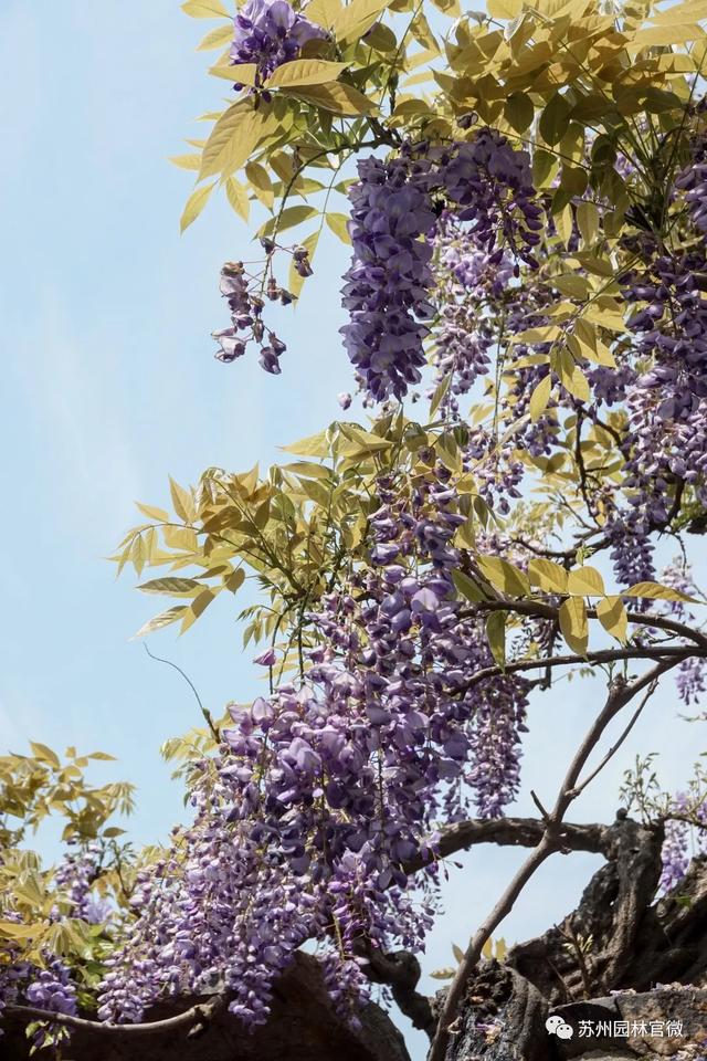 『玩乐足迹』去打卡!苏州园林紫藤花开,如梦的人间四月天来啦~