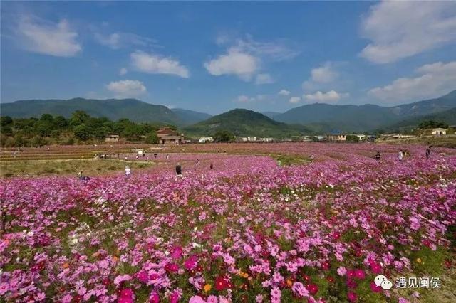 旅行百事通■国家级森林乡村！闽侯有5个村庄上榜