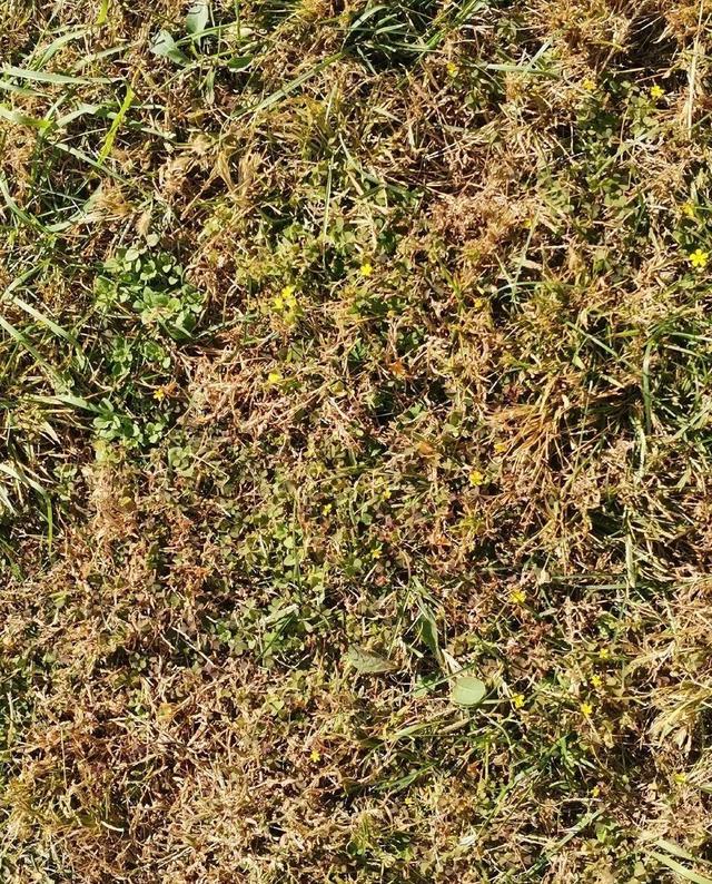 救命！入侵植物爬进院子，三年都杀不完