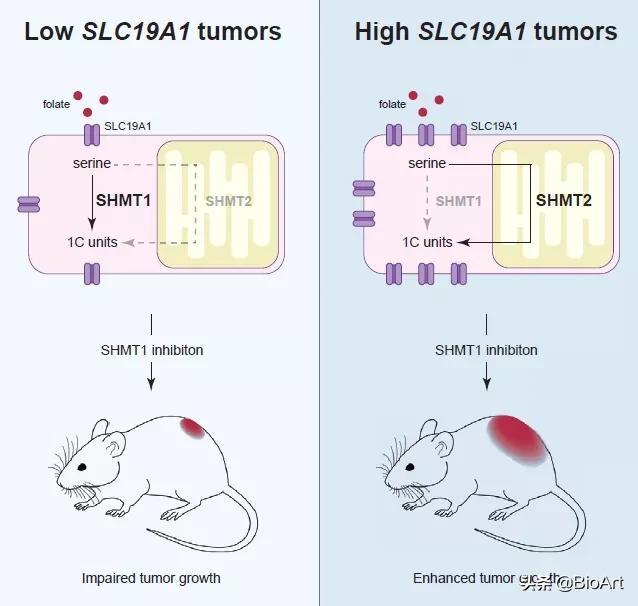 Cell Met| 一碳代谢通路中的新的药物靶点—SHMT1