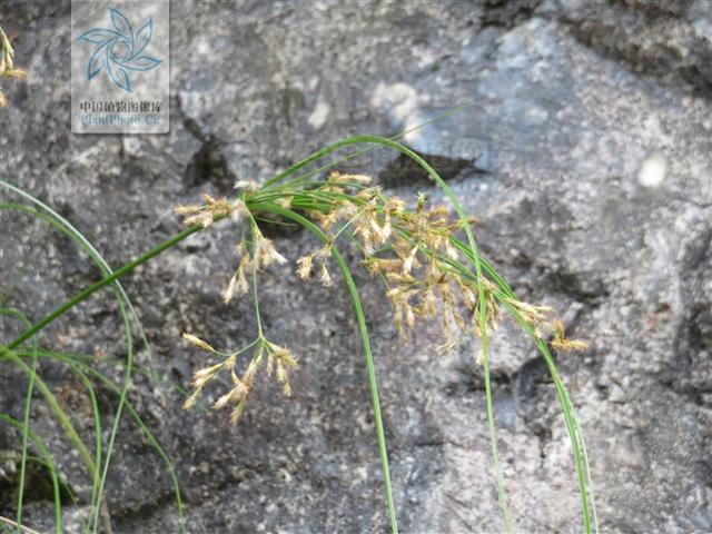 岩梭，见过吗？祛风除湿，通经活络。主风湿痹痛、骨节疼痛