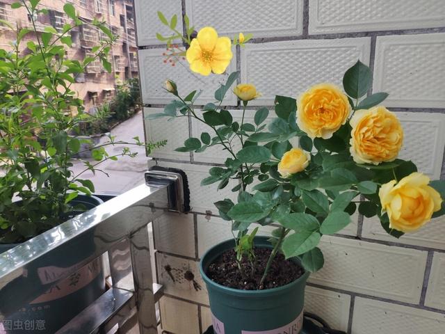 我家的花草，被这10个小动作拯救了，件件简单，但非常实用