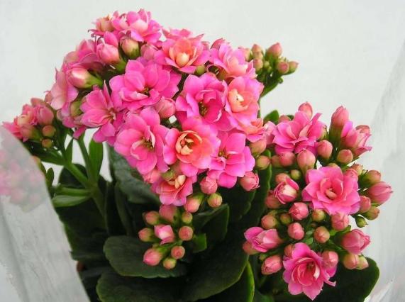 养君子兰、长寿花，盆里撒点“万能肥”，新芽猛长，呼呼开花