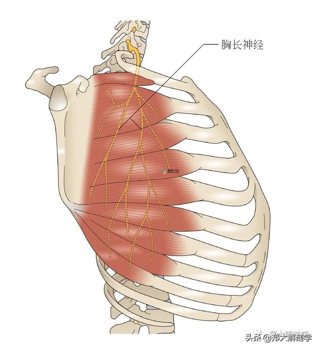 臂丛神经临床检查