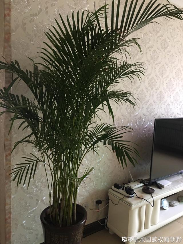 15种镇宅花，家里摆一盆，镇宅旺运超霸气