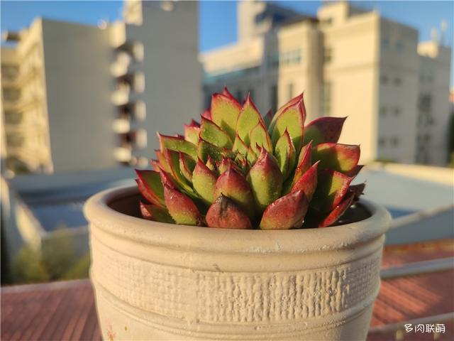 堪称励志，一颗十里挑一，几经坎坷的圣诞东云