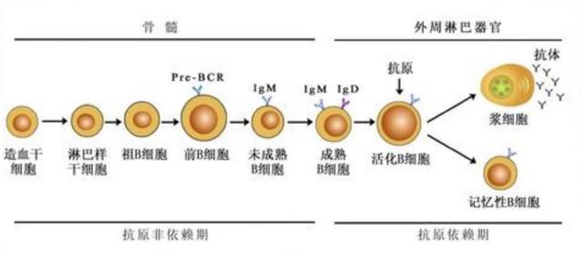 重大突破！拯救“小黄人”的新研究登上世界顶级医学杂志