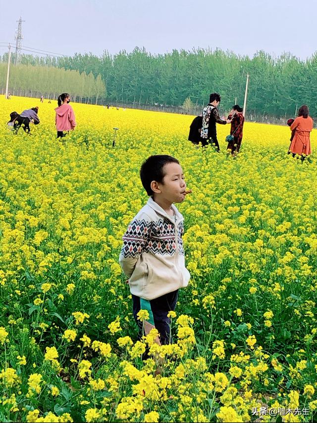 #旅行柚子君#美翻了,金黄的油菜花海,好似一幅色彩斑斓的画卷!