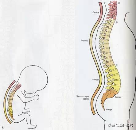 「你的育儿经」宝宝多大才可以用枕头？关于宝宝枕头，家长首先要明确这三点