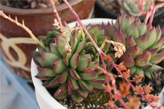 堪称励志，一颗十里挑一，几经坎坷的圣诞东云