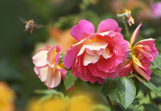 冬养的月季花枝条干枯，开花萎蔫，哪里出了问题，该怎么解决？