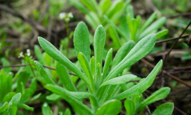 蔬菜|喂猪的4种野菜，如今成了养生菜，老人多吃更长寿