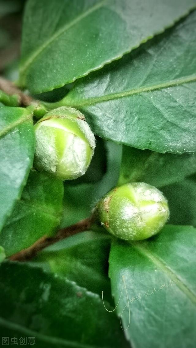 茶花掉花苞的原因，藏在一句“顺口溜”里，古人的经验，值得借鉴