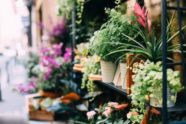 Dreaming of Opening a Small Shop and Spending the Rest of My Life There