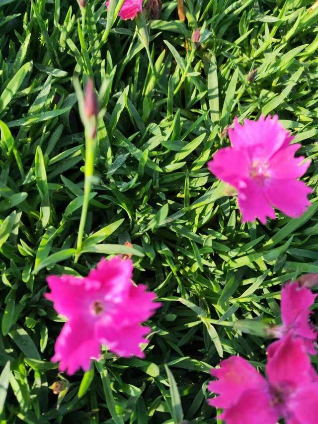 这几种花不畏寒，零下也能自如开花，冬天也能赏花真惬意