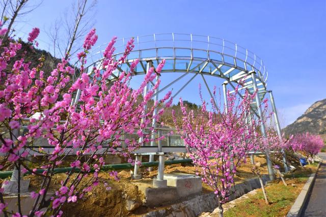 『约吗旅行』迎着春光，赴一场花海之约~