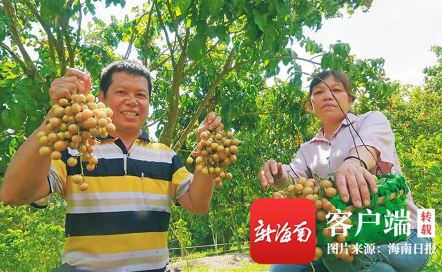 荔枝|海南周刊 | 盛夏至，丰收时，海南各地水果闪亮登场