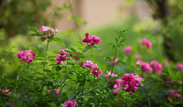 养花用点便宜的“灭菌王”，花盆里喷一喷，杀菌除尘