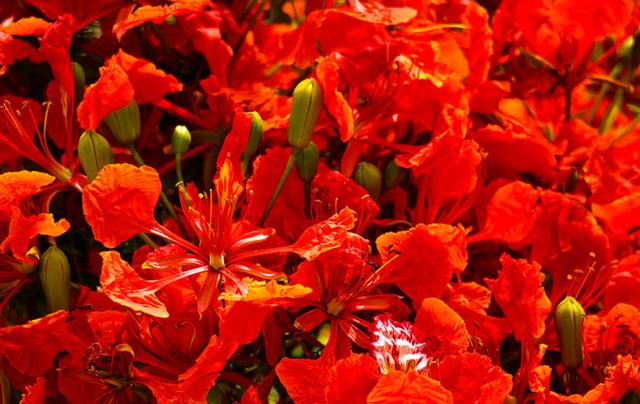 『世界那么大』赏花正当时!广州凤凰木已到盛花期
