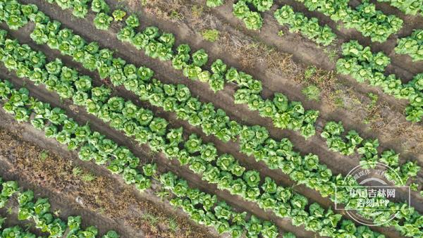 小酸菜如何撬开大市场