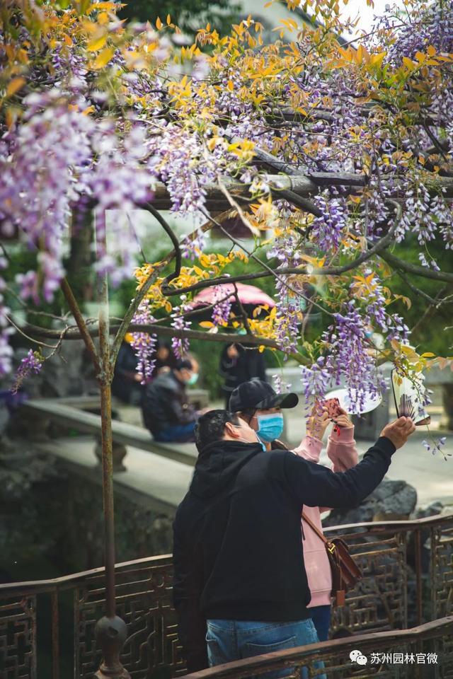 『玩乐足迹』去打卡!苏州园林紫藤花开,如梦的人间四月天来啦~