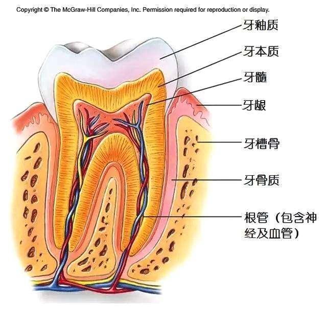 什么是根管治疗？为什么人人都那么害怕？