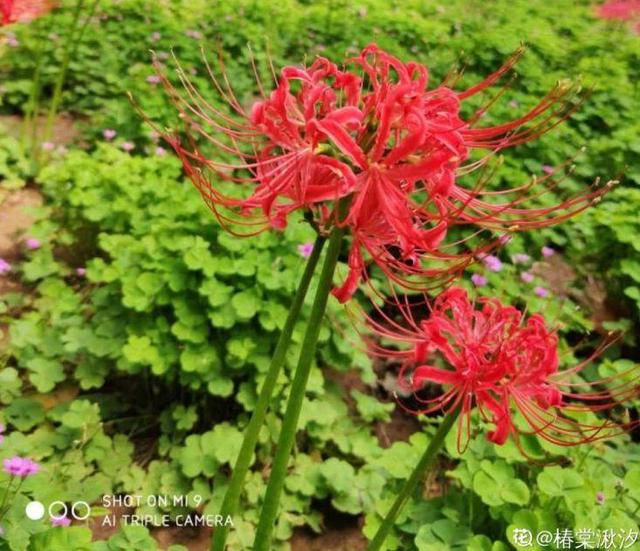 一种花，开花热烈美好，但是寓意不好，很少有人养