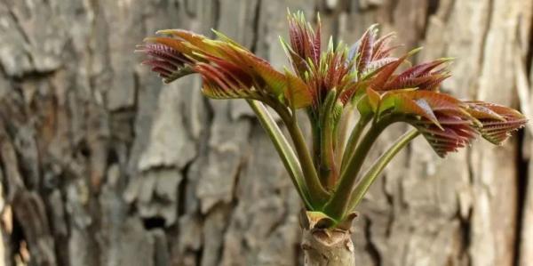 扇贝|威海春日山海滋味，等你来品