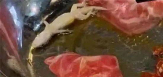 壁虎|火锅里吃出“会眨眼”的壁虎，崩溃！恶心！