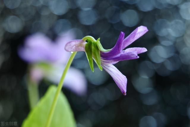 一味中药李时珍叫它独行虎，清热解毒、解蛇毒，容易与同名药混淆