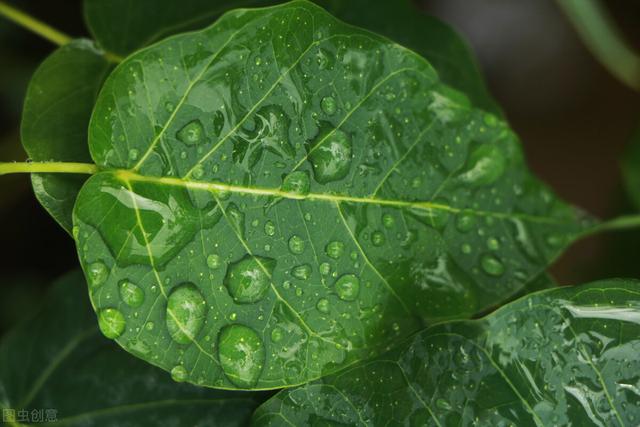 养花用点便宜的“灭菌王”，花盆里喷一喷，杀菌除尘