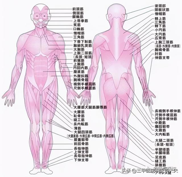 迈入中医之门第80篇：中医视角解读“肝病论治”