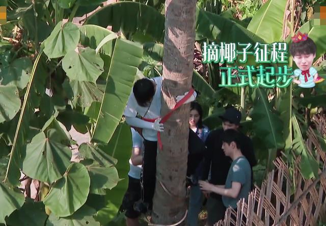 形同陌路|彭昱畅爬椰子树好危险，节目组为啥没劝退？当扫到这个镜头懂了