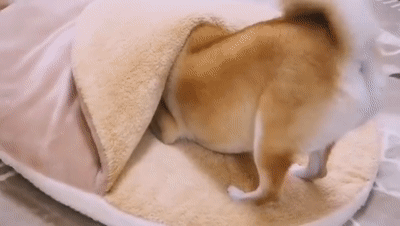 看到这只高颜值柴犬的狗窝后,家里狗子和我都不约而同