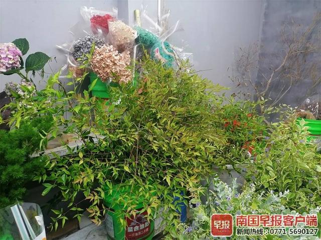 吊钟|组图：树枝插花成“网红”，受部分消费者追捧