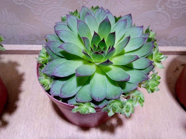 忙？喜欢养多肉？盆栽观音莲牢记此5点，好看又好养