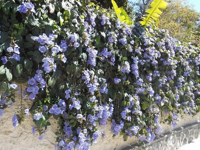 大咖分享 | 蓝色花境植物有那些？