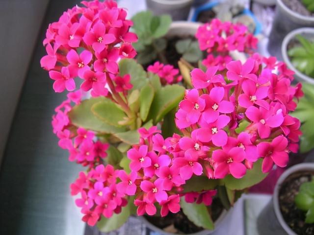 常常被低估的“四种花”，花期长达“小半年”，养一盆抵过10盆