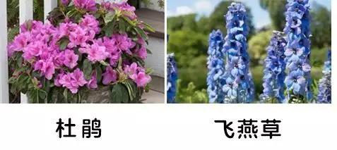 「你的育儿经」一盆绿植竟让孩子踏入“鬼门关”！这些植物有毒，别养