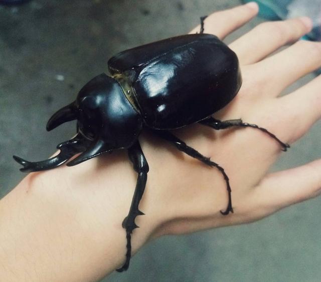 「你的育儿经」＂踩昆虫、摔小猫？＂当孩子虐待动物，是时候进行＂生命教育＂了