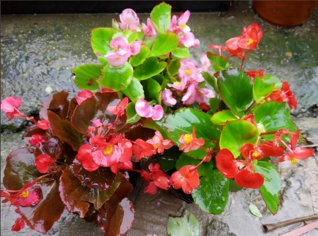 常常被低估的“四种花”，花期长达“小半年”，养一盆抵过10盆