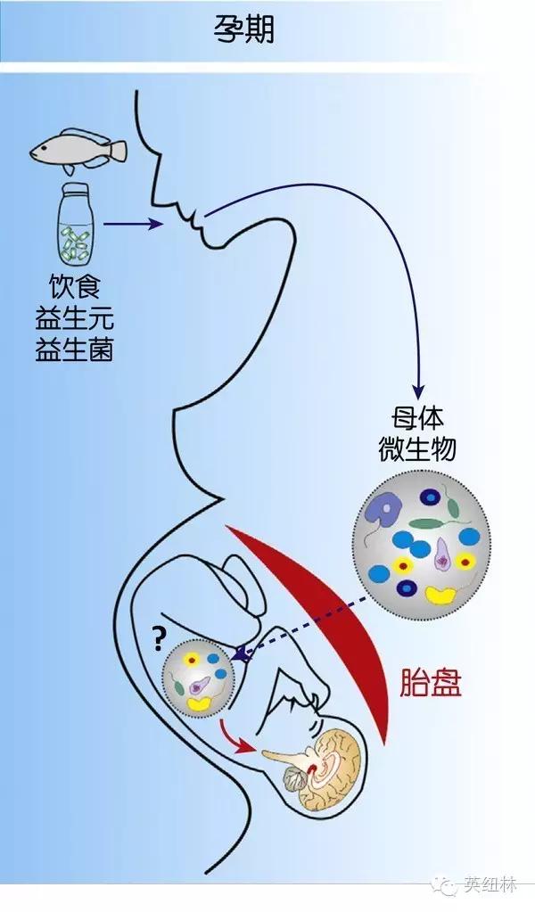 【你的育儿经】怀孕期间母亲高脂肪饮食或可影响婴儿肠道的微生物组